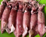 Mực Ống Phú Quý Loại 18-20 Con Một Kí