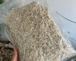 Cá cơm mờm sữa Phan Thiết 