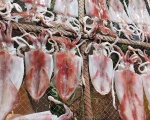 Mực Ống 1 Nắng đảo Phú Quý Loại 6con/kg